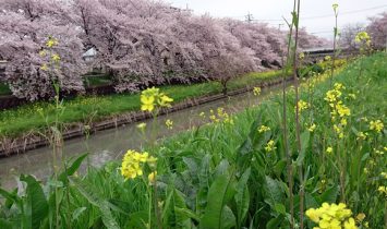 20170408川越市内の桜と菜の花03